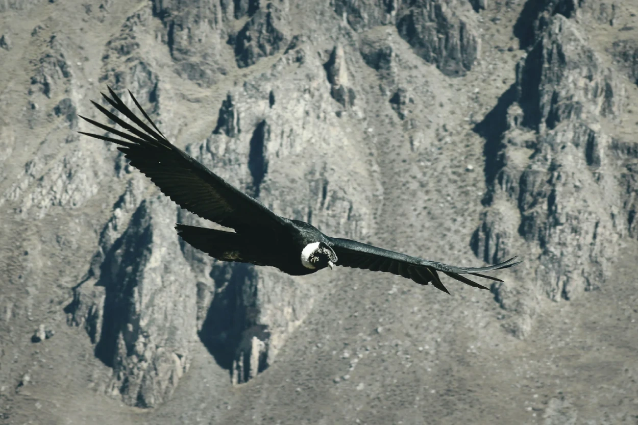 Tour-gallery-Arequipa-Colca-Canyon-condor-1250x833
