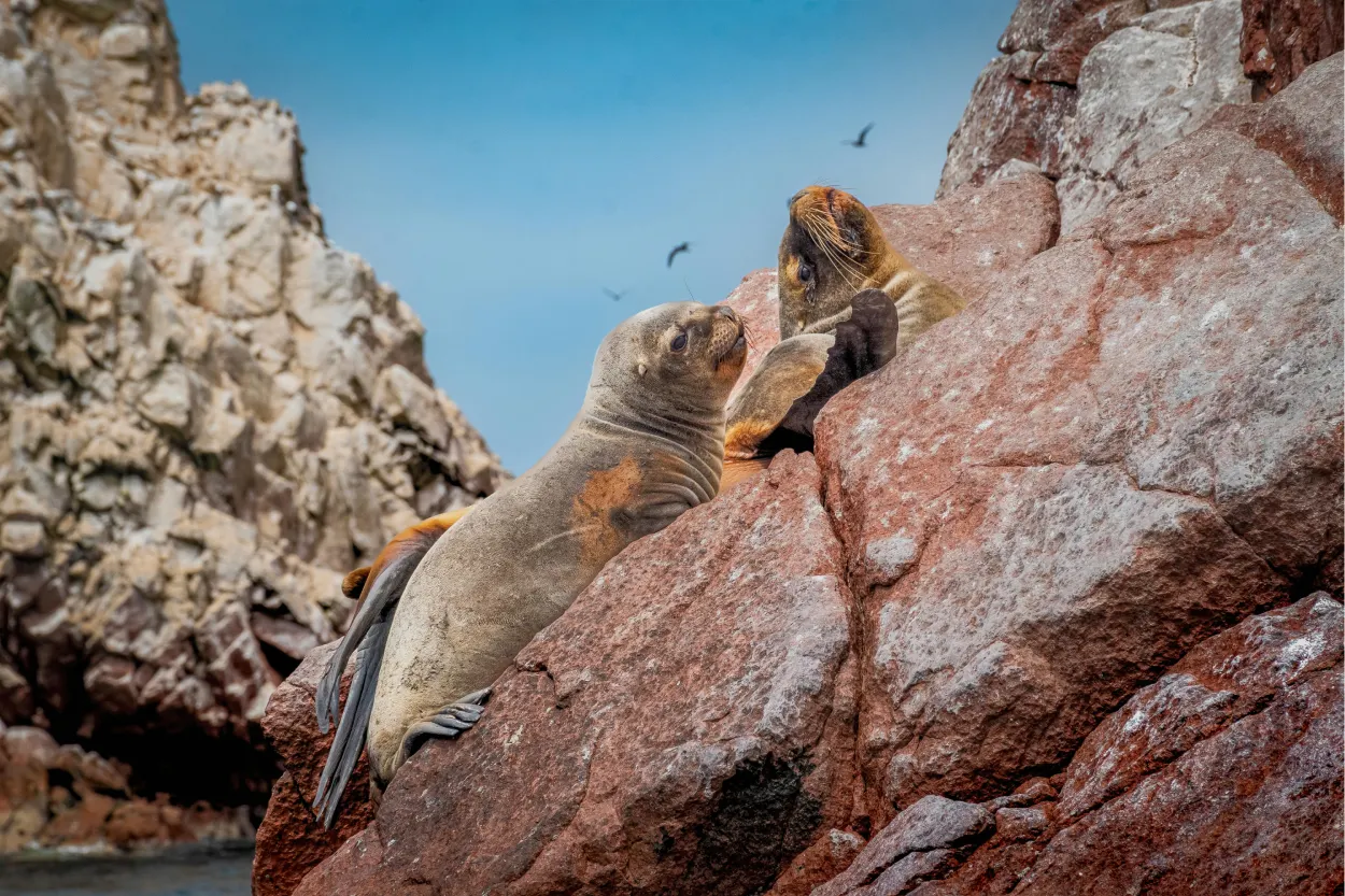 View of the Paracas National Reserve and its wildlife