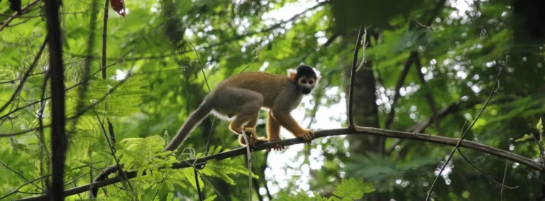 Cusco to Manu National Park Tour 3D/2N