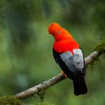 Manu National Park Tour 4D/3N - 1