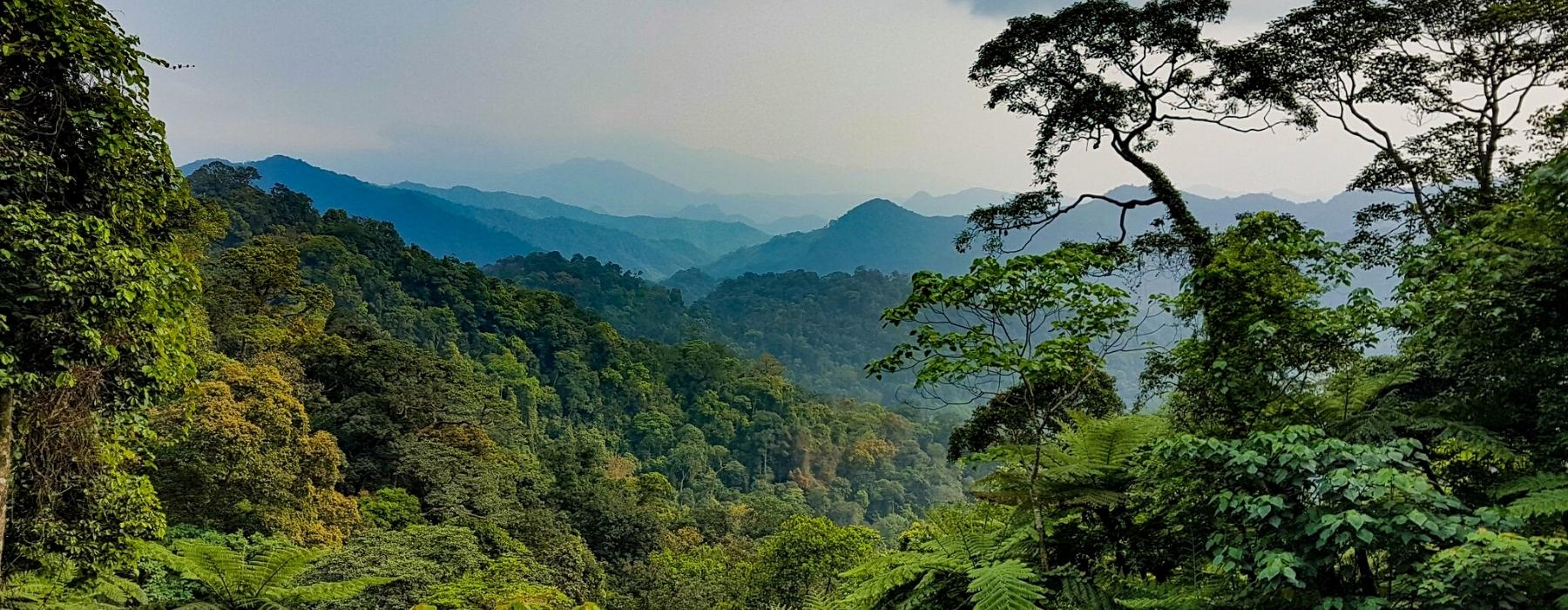 Manu National Park Tour​ 4D/3N