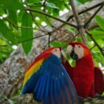 Manu National Park Tour 4D/3N - 3