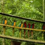 Cusco to Manu National Park Tour 3D/2N - 3