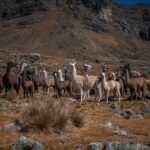 7 Lake Hike Cusco – 7 Lakes Tour Cusco​ - 3